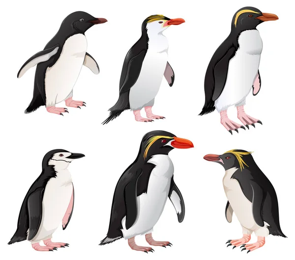 不同种类的企鹅群图解 — 图库矢量图片