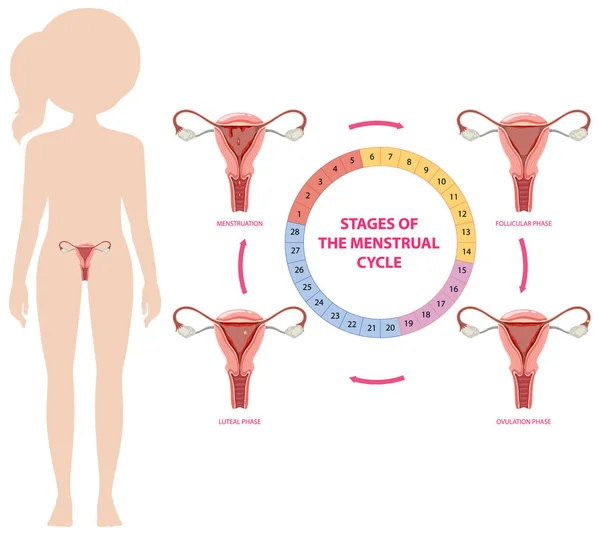 Infografía Las Etapas Del Ciclo Menstrual Ilustración — Vector de stock