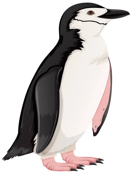 Chinstrap Penguin Fehér Háttér Illusztráció — Stock Vector