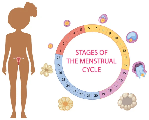 Trinn Menstruasjonssyklusmodellen – stockvektor