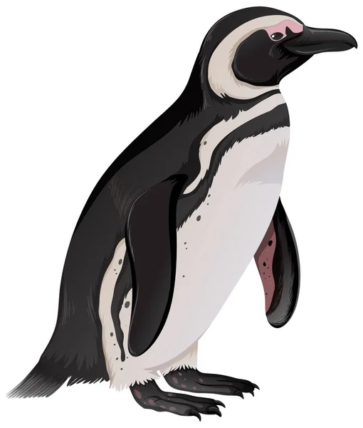 Magellantic Penguin Sur Fond Blanc Illustration — Image vectorielle