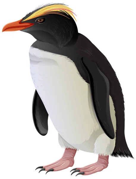 Pingüino Con Cresta Sobre Fondo Blanco Ilustración — Vector de stock