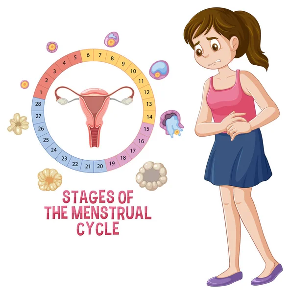 Этапы Иллюстрации Менструального Цикла — стоковый вектор