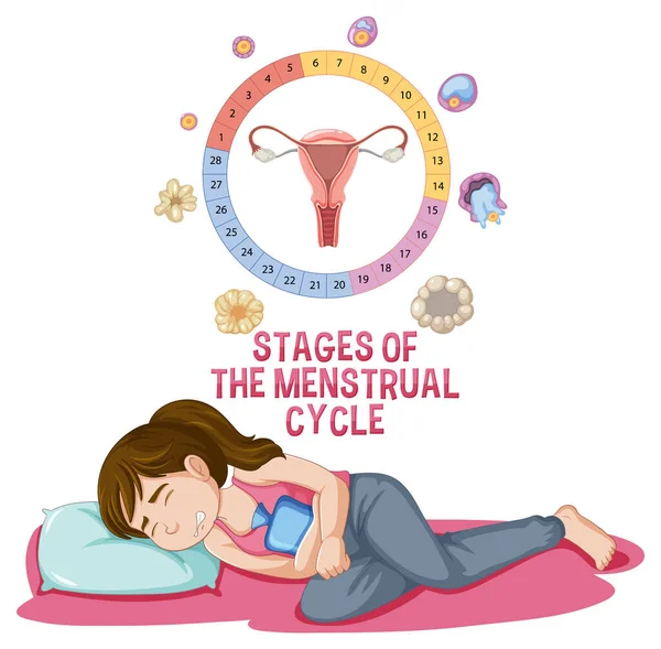 Etapas Ilustración Del Ciclo Menstrual — Vector de stock