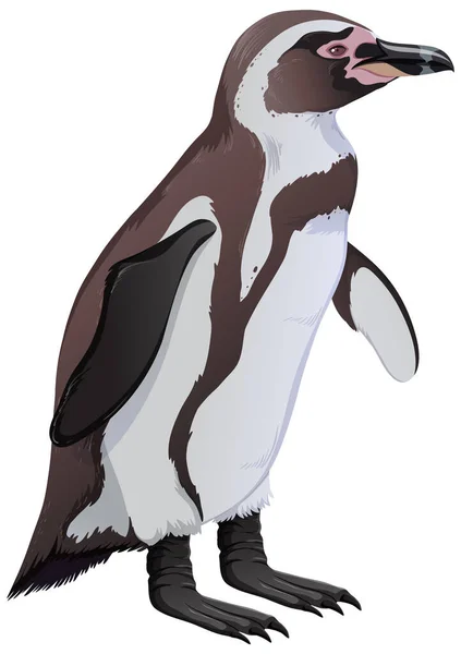 Humboldt Tučňák Bílém Pozadí Ilustrace — Stockový vektor