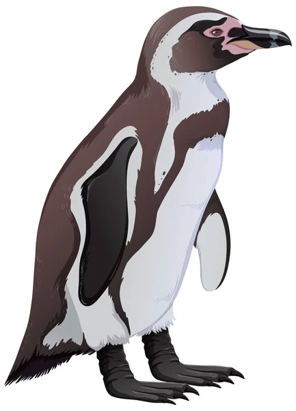 Humboldt Penguin White Background — 스톡 벡터