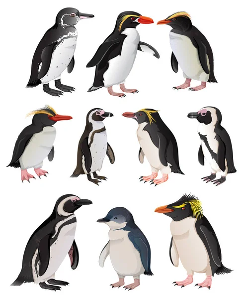 Set Penguins Different Species Illustration — Stock Vector
