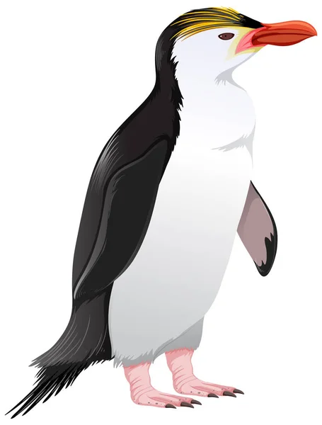 Kunglig Pingvin Vit Bakgrund Illustration — Stock vektor