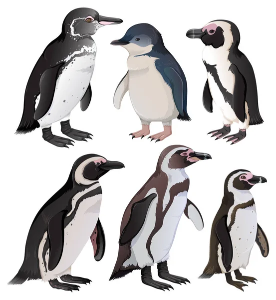 Conjunto Pinguins Bebés Diferentes Espécies Ilustração — Vetor de Stock