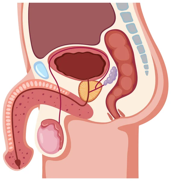 Ilustração Anatomia Sistema Reprodutivo Masculino — Vetor de Stock