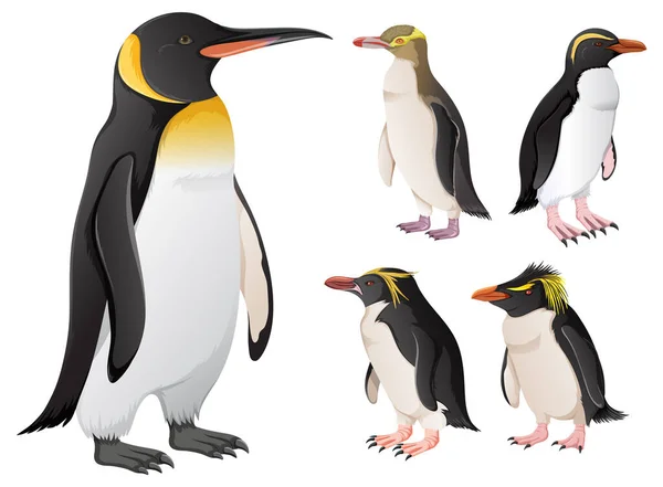 Eine Reihe Von Pinguinen Verschiedenen Arten — Stockvektor