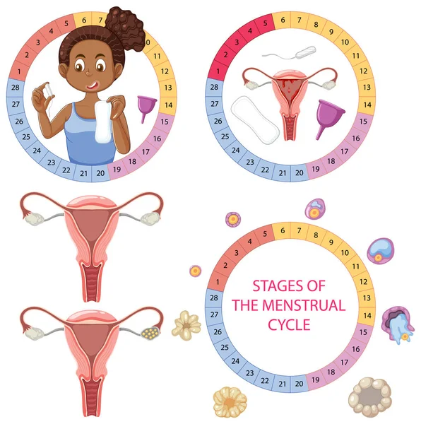 Etapas Conceito Ciclo Menstrual Ilustração — Vetor de Stock