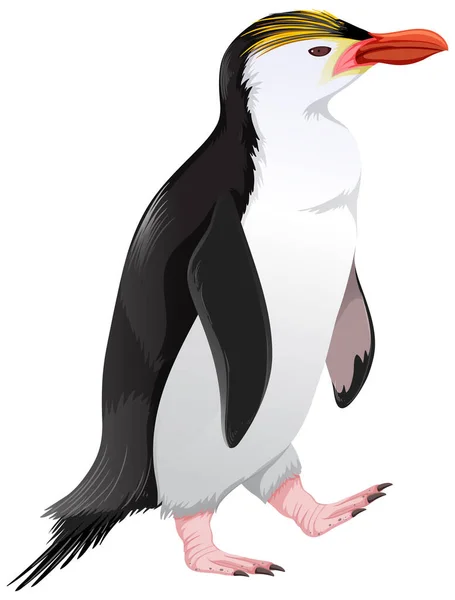 Royal Penguin Witte Achtergrond Illustratie — Stockvector