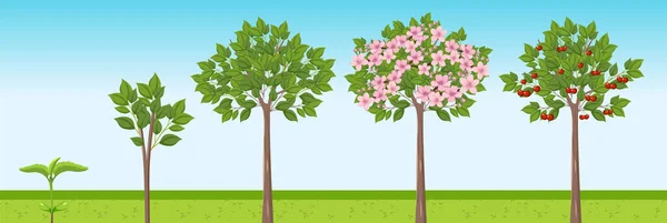 Kiraz Ağacı Büyüme Aşama Vektör Tasarımı Illüstrasyonu — Stok Vektör