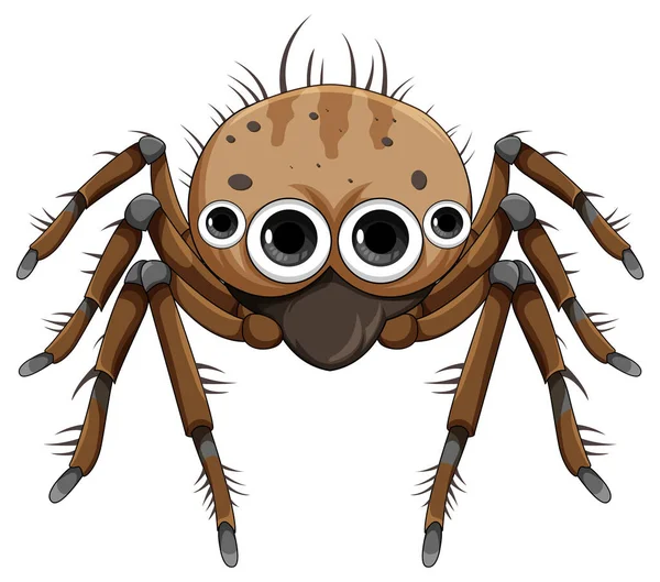Hnědý Pavouk Kreslený Izolované Ilustrace — Stockový vektor