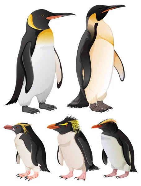 Eine Reihe Von Pinguinen Verschiedenen Arten — Stockvektor
