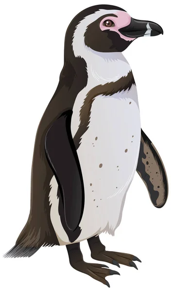 Humboldt Penguin Λευκό Φόντο Εικονογράφηση — Διανυσματικό Αρχείο