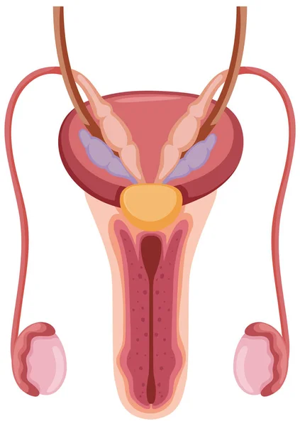 男性生殖系统图解剖析 — 图库矢量图片