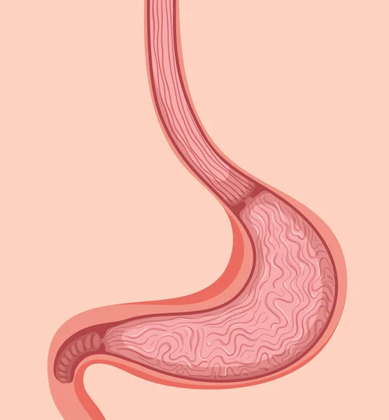 Primer Plano Ilustración Estómago Humano — Vector de stock