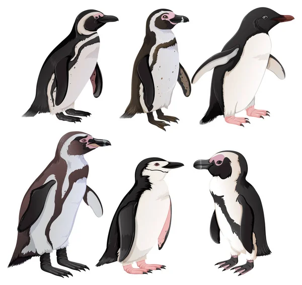 Uppsättning Pingviner Olika Arter Illustration — Stock vektor