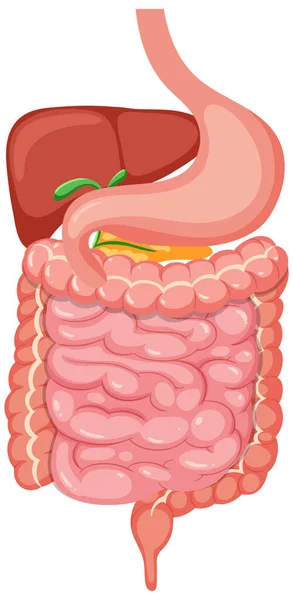 Sistema Digestivo Médico Humano Ilustración — Archivo Imágenes Vectoriales