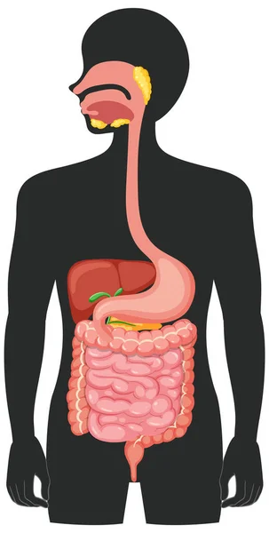 Human Medical Digestive System Illustration — Stock Vector