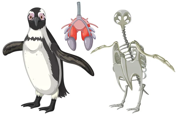 Conjunto Sistema Esquelético Pingüinos Ilustración Del Sistema Respiratorio — Vector de stock