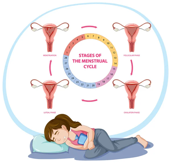Etapas Ilustración Del Ciclo Menstrual — Archivo Imágenes Vectoriales
