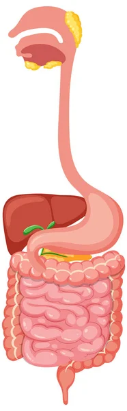 Sistema Digestivo Médico Humano Ilustración — Vector de stock