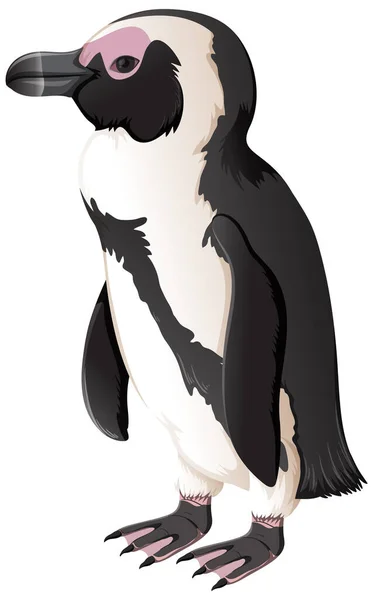 Afrikai Pingvin Fehér Háttér Illusztráció — Stock Vector