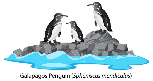 Dibujos Animados Pingüinos Galápagos Ilustración Roca — Archivo Imágenes Vectoriales
