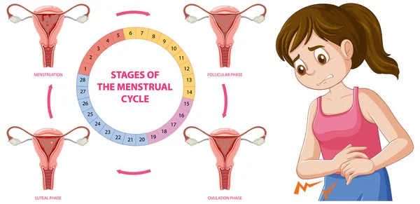 Infografis Tahapan Ilustrasi Siklus Menstruasi - Stok Vektor