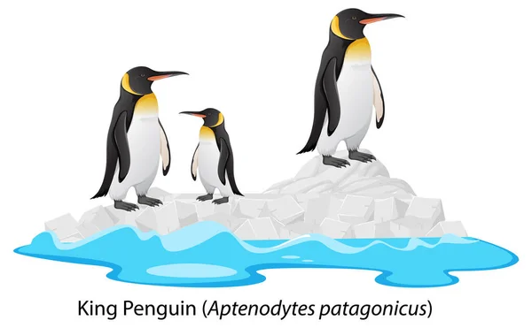 Rey Pingüino Dibujos Animados Roca Ilustración — Vector de stock