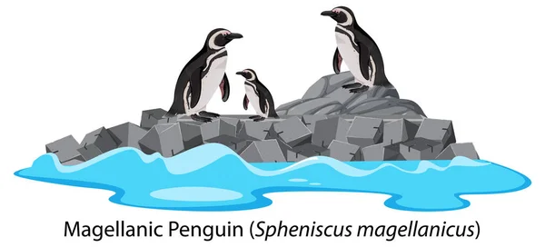 岩石图上的麦哲伦企鹅卡通画 — 图库矢量图片