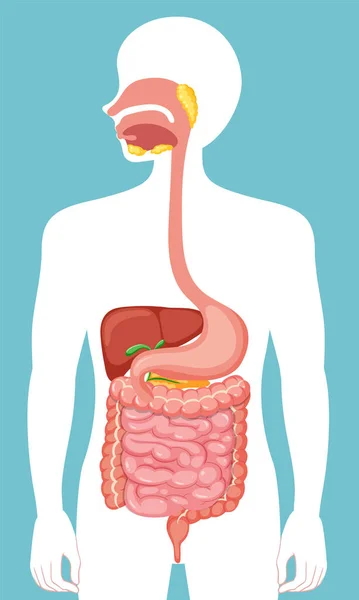 Human Medical Digestive System Illustration — Stock Vector