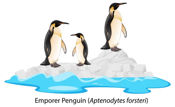 Emperador Pingüino Dibujos Animados Roca Ilustración — Vector de stock