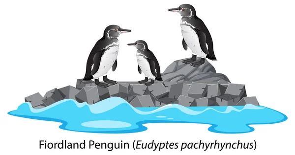 Desenho Animado Pinguim Fiordland Sobre Ilustração Rocha — Vetor de Stock