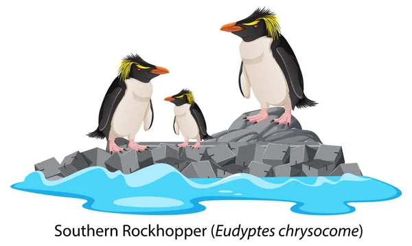 Southern Rockhopper Penguin Cartoon Rock Illustration — Stock Vector