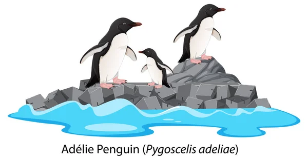 Adelie Pinguïn Cartoon Rots Illustratie — Stockvector