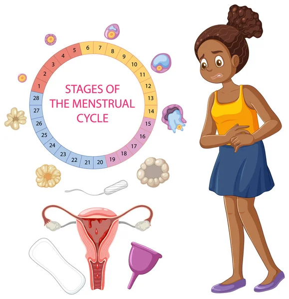 Penggambaran Konsep Siklus Menstruasi - Stok Vektor