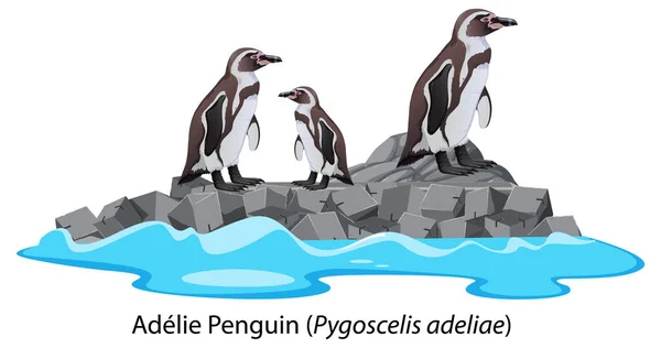 Adelie Pingouin Dessin Animé Sur Roche Illustration — Image vectorielle