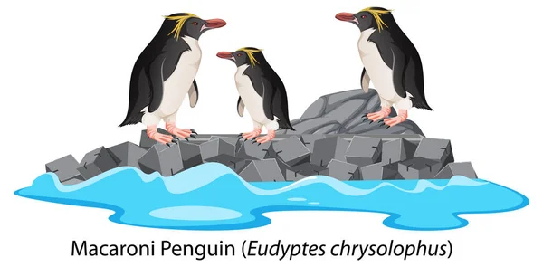 Maccheroni Pinguino Cartone Animato Sulla Roccia Illustrazione — Vettoriale Stock