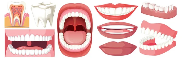 Karikatür Gibi Bir Vektör Tarzında Diş Diş Elementlerinin Yer Aldığı — Stok Vektör