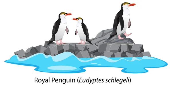 Royal Pinguin Cartoon Auf Dem Felsen Illustration — Stockvektor