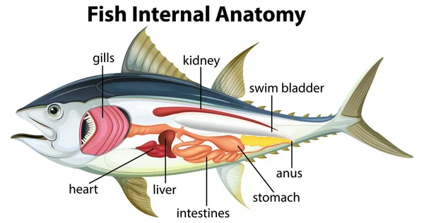Diagrama Detalhado Dos Desenhos Animados Mostrando Anatomia Interna Dos Peixes — Vetor de Stock