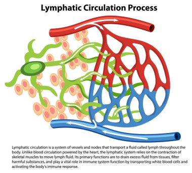 Lenf dolaşımının biyolojisini gösteren bir vektör karikatür çizimi