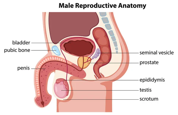 Diagrama Ilustrado Sistema Reprodutivo Masculino Estilo Desenho Animado Vetorial — Vetor de Stock
