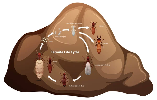 Diagrama Ilustrado Del Ciclo Vida Las Termitas Para Estudio Biológico — Archivo Imágenes Vectoriales