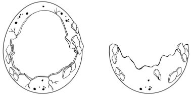 Kırılan yumurtaların ana hatlarını gösteren çizimler.