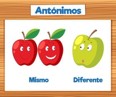 İspanyolcada aynı ve farklı kavramları gösteren resimli kart